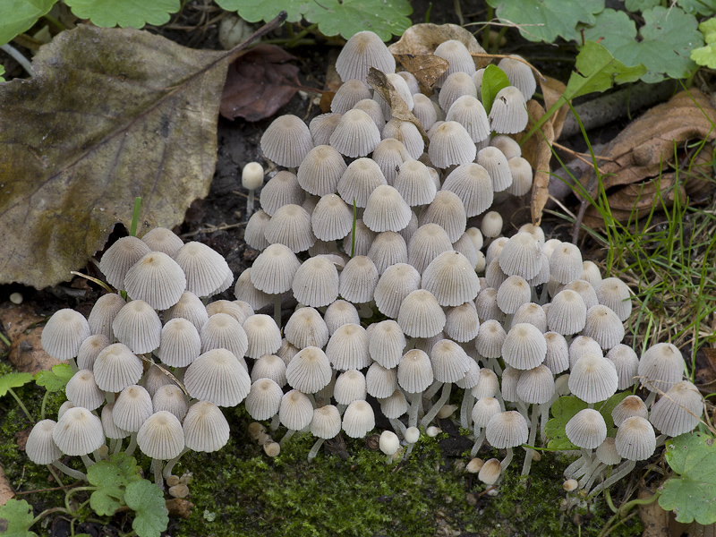 Coprinellus disseminatus